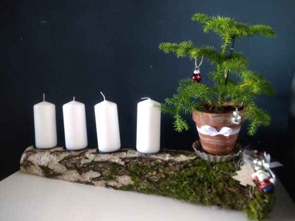 Adventskranz länglich ca 60cm schlicht auf einer Birke mit Araucaria in verwittertem Terrakotta Topf auf antiken Törtchenform